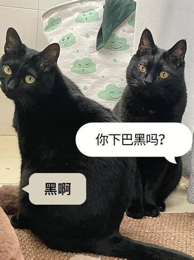 看到黑猫代表什么